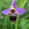 Ophrys x albertiana (fuciflora x apifera)