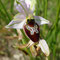 Ophrys brillant (Ophrys splendida)