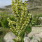 Veratrum album subsp. lobelianum (Pyrénées)