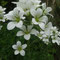 Saxifraga aquatica (endémique)