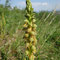 Orchis Homme-pendu (Orchis anthropophora)