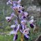 Orchis à long éperon (Anacamptis longicornu)