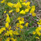 Genista pilosa