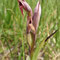 Sérapias à petites fleurs (Serapias parviflora)