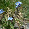 Myosotis corsicana subsp. pyrenaeorum (endémique)