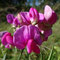 Lathyrus latifolius
