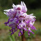 Orchis singe (Orchis simia)