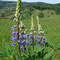 Lupinus polyphyllus