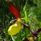Sabot de Vénus (Cypripedium calceolus)