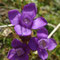 Gentianella campestris (Pyrénées)