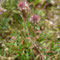 Trifolium arvense