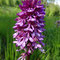 Orchis x hybrida (militaris x purpurea)