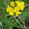 Hippocrepis comosa
