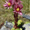 Sempervivum montanum (Pyrénées)