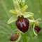 Ophrys araignée (Ophrys aranifera)