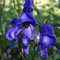 Aconitum variegatum (Alpes)