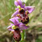 Ophrys Bécasse (Ophrys scolopax)