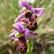 Ophrys Bécasse (Ophrys scolopax)