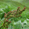 Rumex alpinus (Massif central)