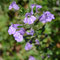 Clinopodium alpinum (Alpes)