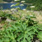 Heracleum pyrenaicum (endémique)