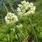 Allium victorialis (Vosges)