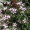 Arenaria purpurascens (subendémique)