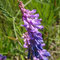 Vicia tenuifolia