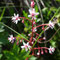 Saxifraga umbrosa (subendémique)