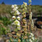 Reseda glauca (subendémique)