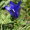 Gentiane pneumonanthe (Gentiana pneumonanthe)