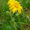 Arnica montana (Vosges)