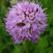 Orchis globuleux (Traunsteinera globosa)
