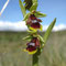 Ophrys d'Aymonin (Ophrys aymoninii)