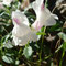 Antirrhinum sempervirens (endémique)