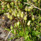 Sagina saginoides ssp. pyrenaica (endémique)