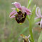 Ophrys Fausse bécasse (Ophrys vetula)