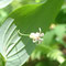 Streptopus amplexifolius (Vosges)