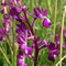 Orchis à fleurs lâches (Anacamptis laxiflora)