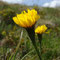 Leontodon pyrenaicus (Vosges)