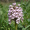 Orchis conique (Neotinea conica)
