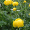 Trollius europaeus (Vosges)