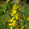 Genista germanica
