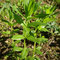 Epilobium alpestre (Vosges)