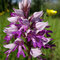 Orchis militaire (Orchis militaris)