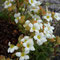 Saxifraga nervosa (endémique)