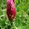 Trifolium incarnatum