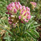 Anthyllis vulneraria subsp. boscii (endémique)