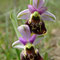 Ophrys Bourdon (Ophrys fuciflora)