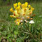 Anthyllis vulneraria